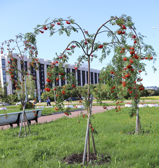 IMG_2393 (663x700, 682Kb)