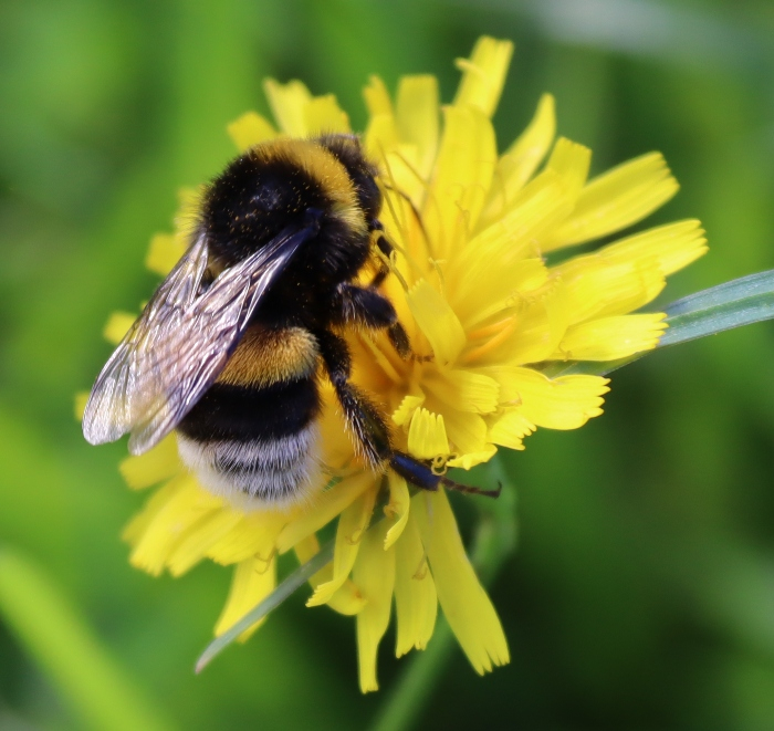 IMG_2410 (700x661, 384Kb)