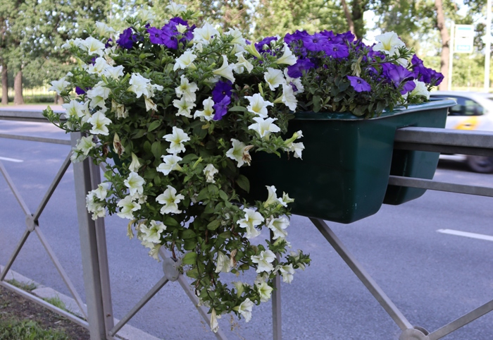 IMG_2423 (700x482, 425Kb)