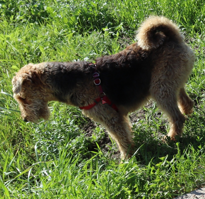 IMG_2440 (700x679, 720Kb)