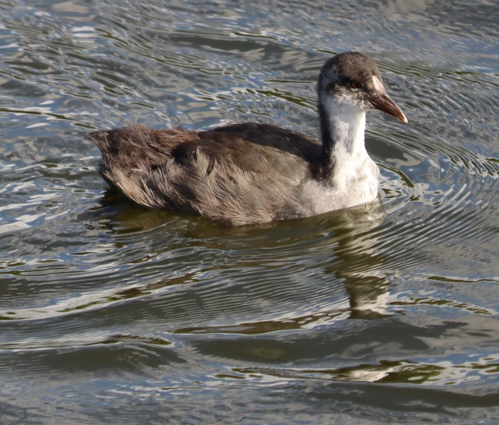 IMG_2476 (700x597, 492Kb)