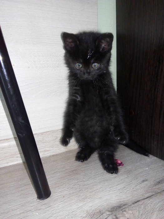 IMG_20200624_133634 (525x700, 327Kb)