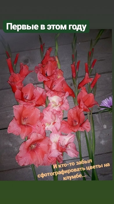 1494878_gladiolysi (393x700, 181Kb)