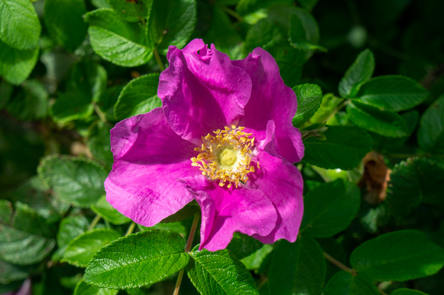 DSC02750 (640x425, 338Kb)