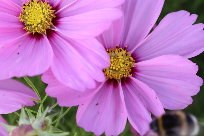 IMG_3498 (700x467, 302Kb)
