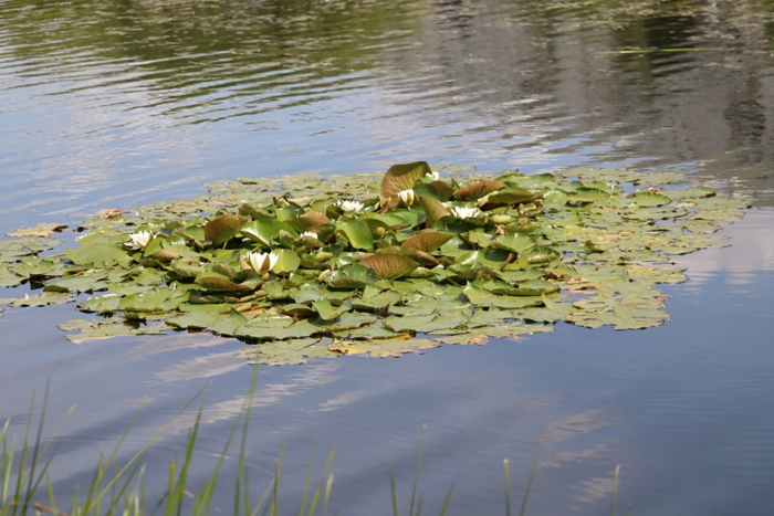 IMG_3530 (700x467, 364Kb)