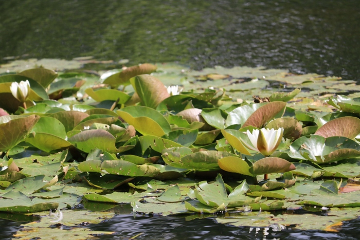 IMG_3545 (700x467, 389Kb)