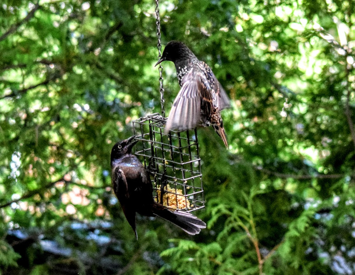 pt2a (700x540, 495Kb)