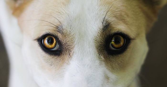 1575224574_image_1 (700x366, 24Kb)