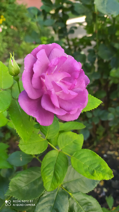 IMG_20200816_105957 (393x700, 327Kb)