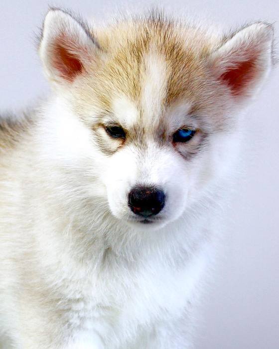 1575398198_image_15 (560x700, 42Kb)