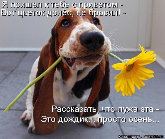 4743317_kotomatritsa_3 (700x588, 55Kb)