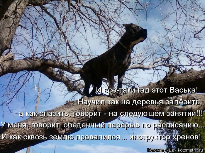 4743317_kotomatritsa_h (700x524, 102Kb)