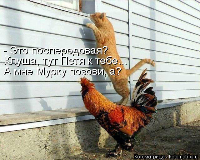 4743317_kotomatritsa_lz (640x512, 69Kb)