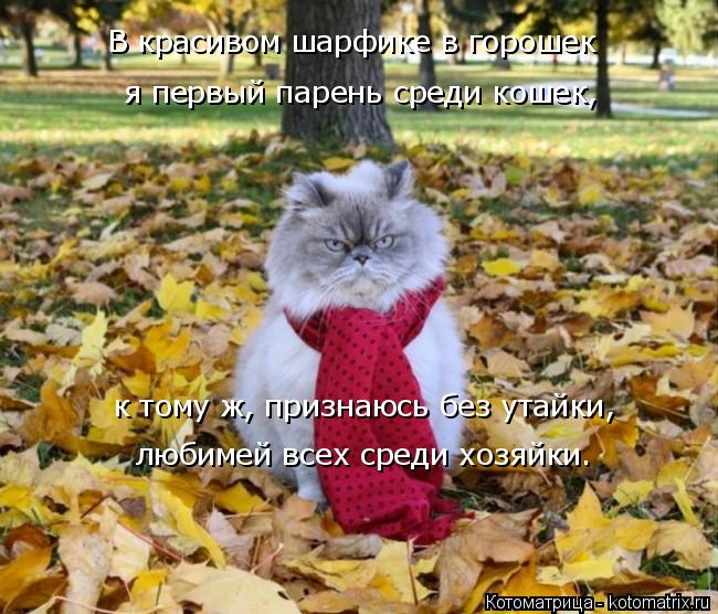 4743317_kotomatritsa_x7 (650x556, 83Kb)