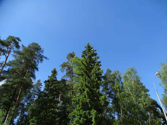 DSC00006 (700x525, 456Kb)