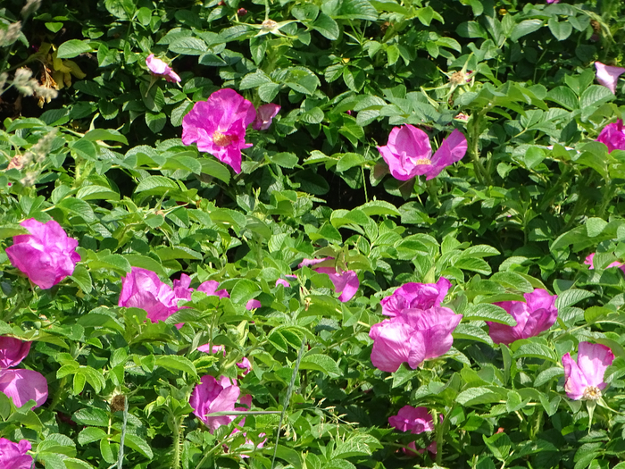 DSC00181 (700x525, 631Kb)