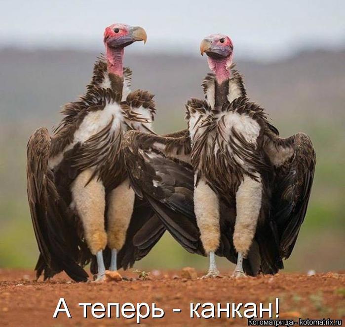 4743317_kotomatritsa_D_1 (700x664, 61Kb)