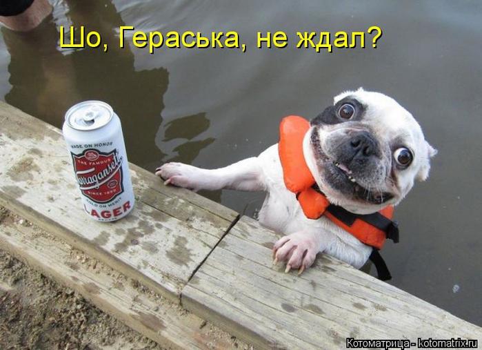4743317_kotomatritsa_y (700x507, 56Kb)