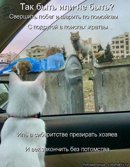 4743317_kotomatritsa_Y_1 (546x700, 63Kb)