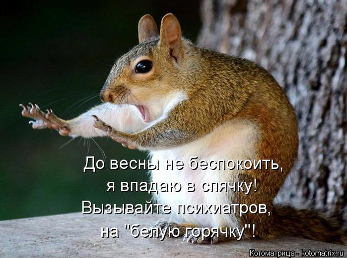 4743317_kotomatritsa_dK (700x521, 65Kb)