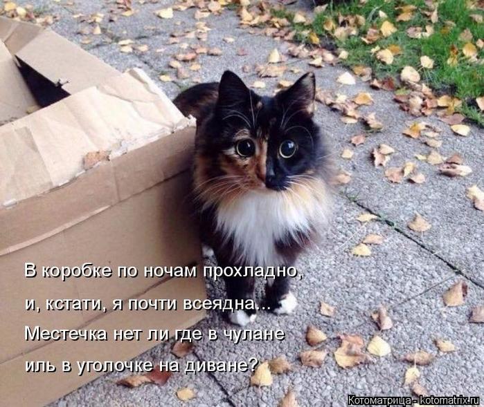 4743317_kotomatritsa_Jw (700x589, 89Kb)