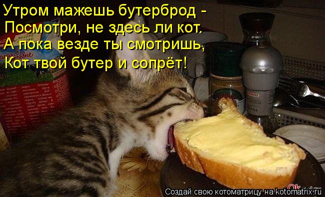 4743317_kotomatritsa_d (650x393, 55Kb)