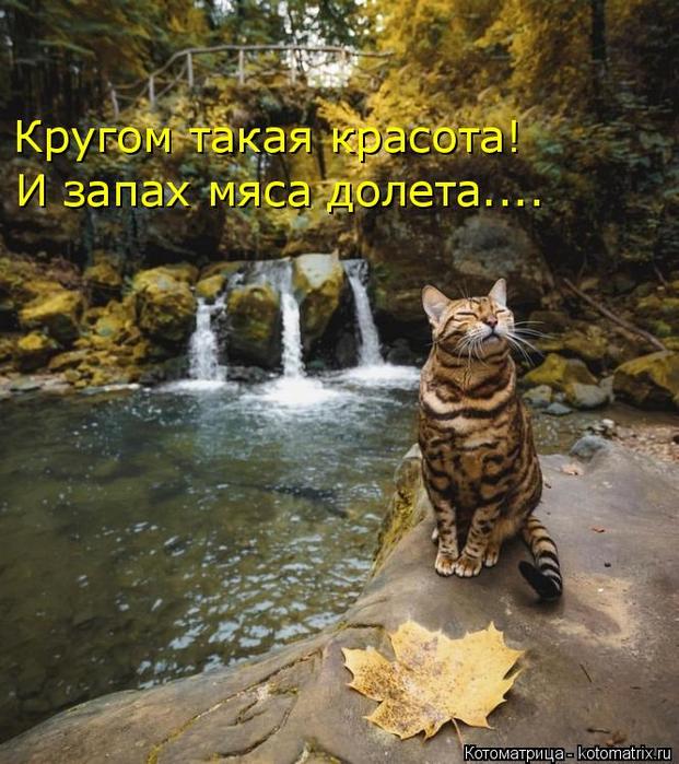 4743317_kotomatritsa_lA (621x700, 83Kb)
