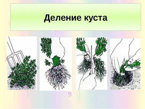 деление куста (500x376, 91Kb)