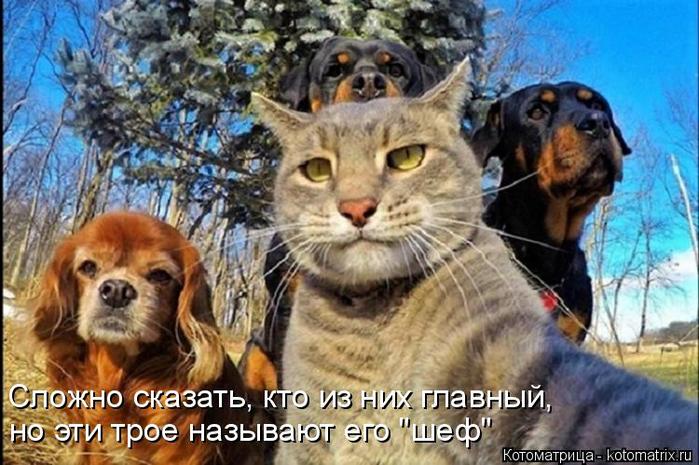 4743317_kotomatritsa_6A (700x465, 73Kb)