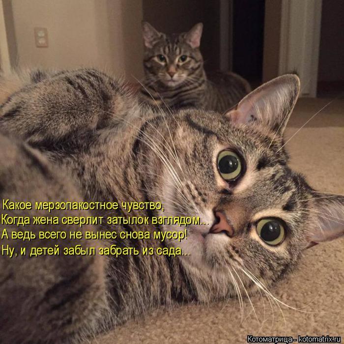 4743317_kotomatritsa_Pj (700x700, 88Kb)