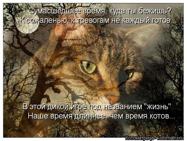 4743317_kotomatritsa_R (640x483, 86Kb)