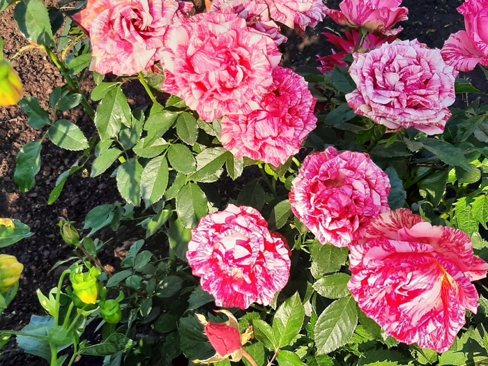 3833204_20200912_092806 (700x525, 387Kb)