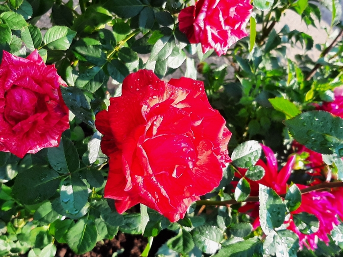 3833204_20200912_092659 (700x525, 339Kb)