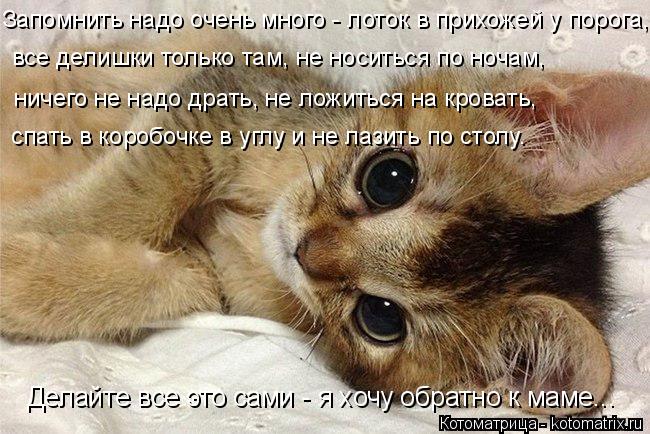 4743317_kotomatritsa_y (650x434, 76Kb)