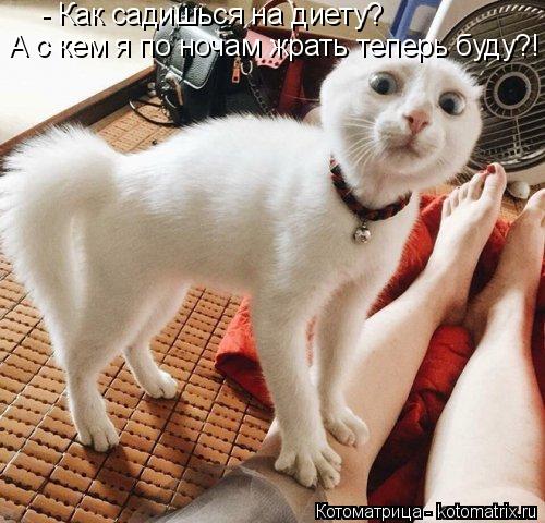 4743317_kotomatritsa_7 (500x480, 55Kb)