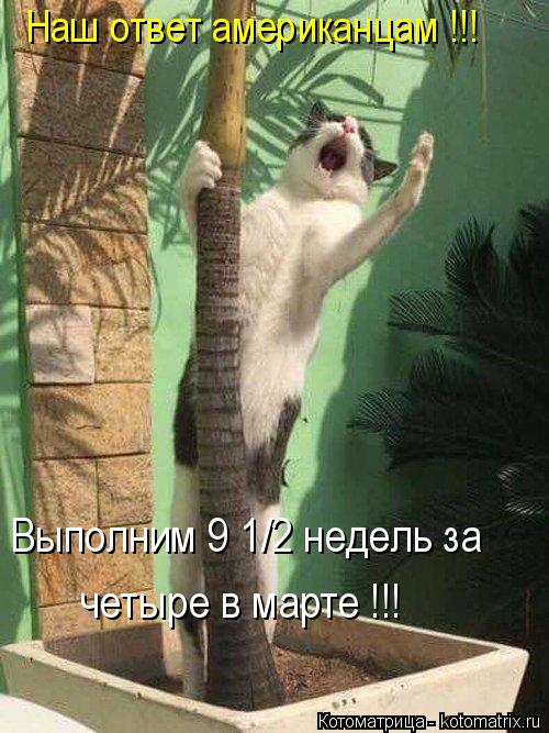4743317_kotomatritsa_0 (500x667, 69Kb)