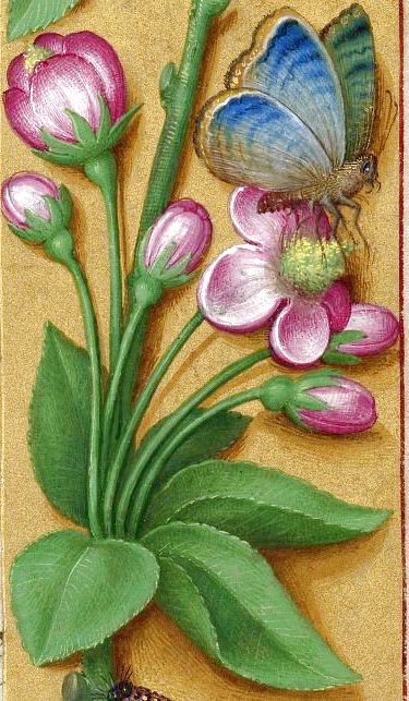 915c1f796fcd026c6cb18f6cf45ee80f--illuminated-manuscript-botanical-illustration (375x643, 84Kb)