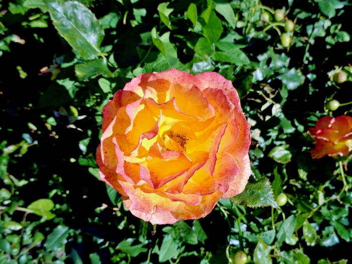 3802547_DSC01502 (700x525, 299Kb)