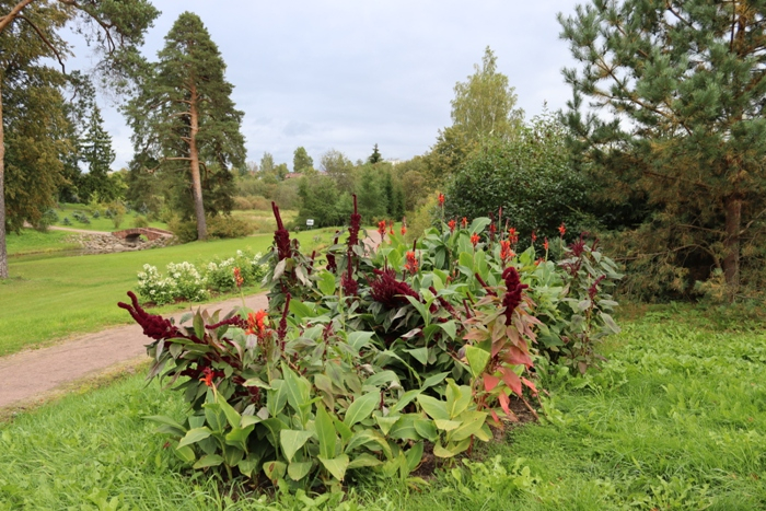 IMG_7162 (700x467, 483Kb)