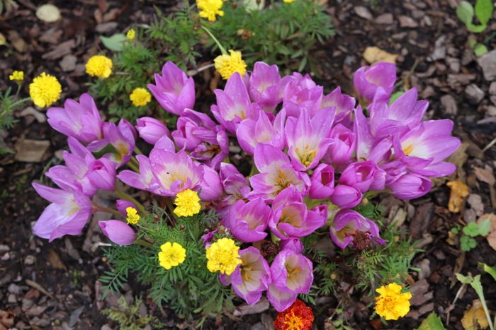 IMG_7211 (700x467, 429Kb)