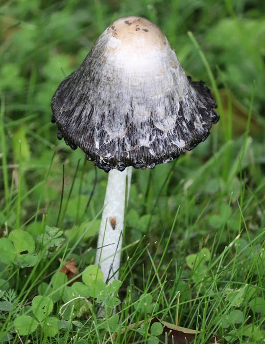 IMG_7361 (541x700, 417Kb)