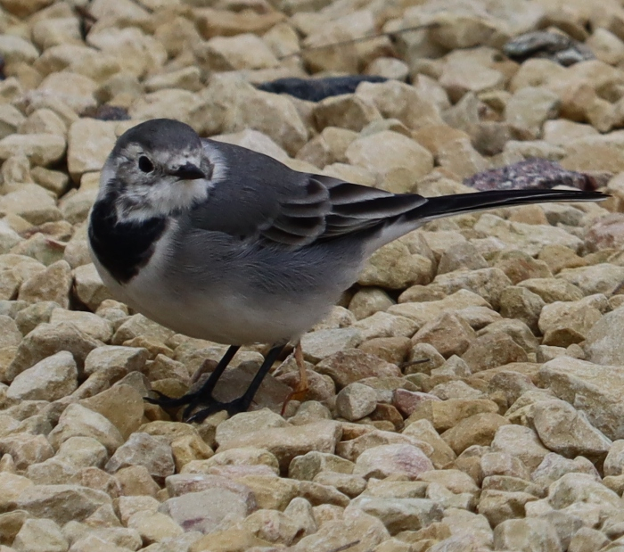 IMG_7387 (700x619, 463Kb)