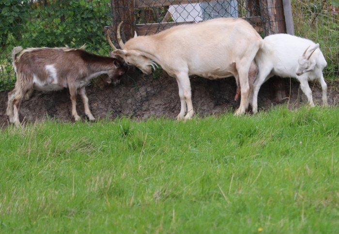 IMG_7429 (700x483, 401Kb)