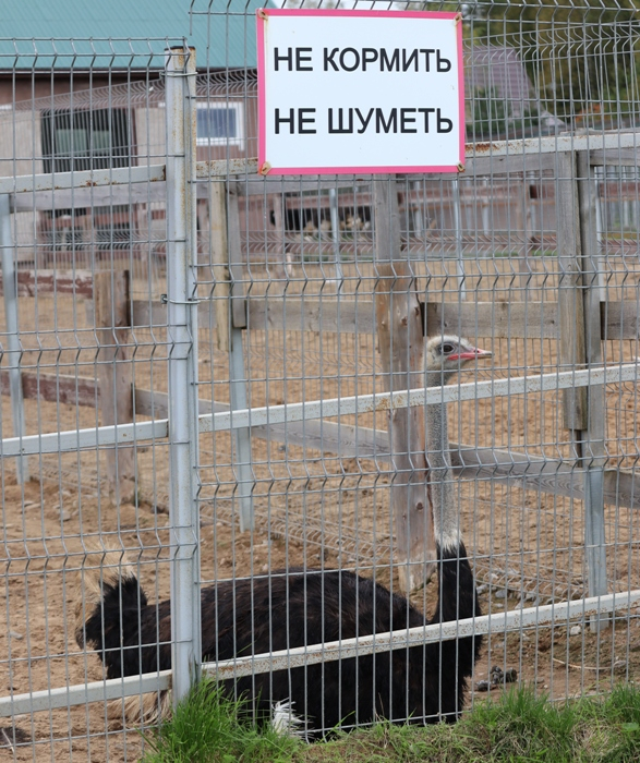 IMG_7440 (587x700, 547Kb)