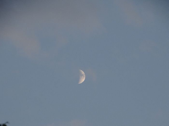 DSC00020 (700x525, 216Kb)