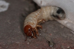  larva-may-bug1-640x426 (640x426, 107Kb)