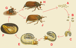  The-life-cycle-of-the-May-beetle-640x407 (640x407, 197Kb)