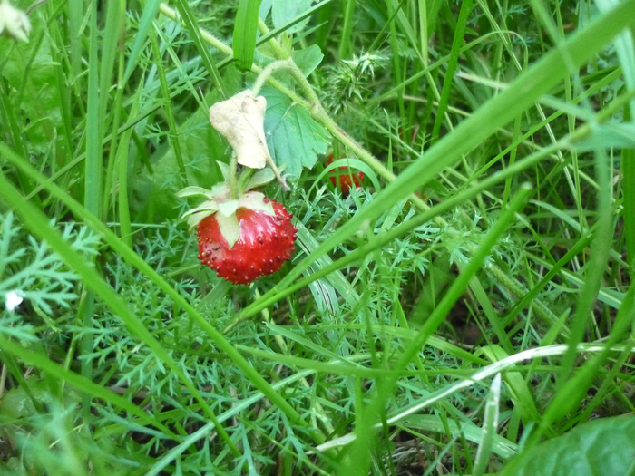 P1280097 (700x525, 480Kb)