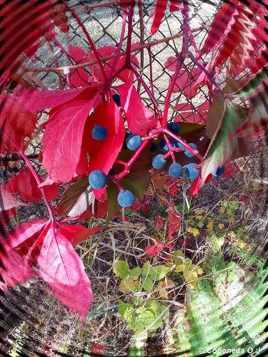 IMG_20200927_124630 (525x700, 617Kb)